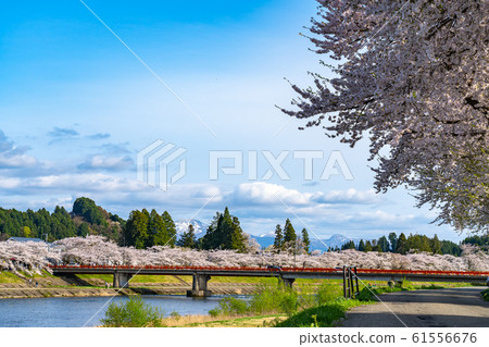 kin野河H野河堤盛開櫻花春天旅遊景點自然藍天東北地區角館千北市秋田縣日本 61556676
