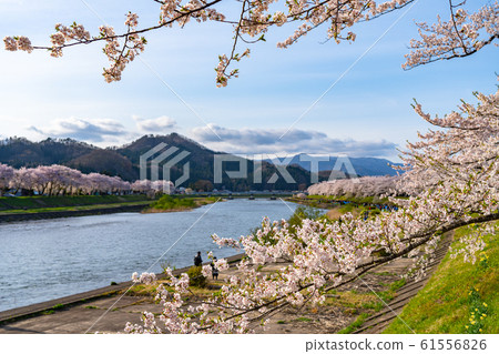 kin野河H野河堤盛開櫻花春天旅遊景點自然藍天東北地區角館千北市秋田縣日本 61556826