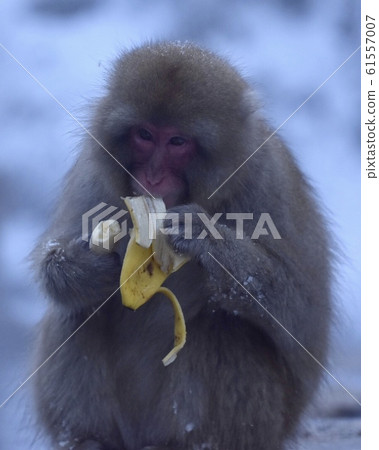 猴子吃香蕉 61557007