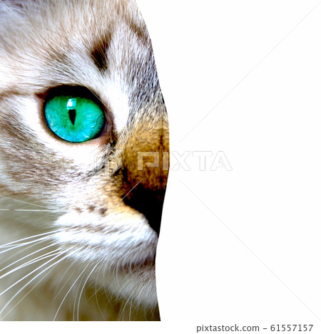 Close up view of cat with green eyes. Cut Close up view of cat with green eyes. Cut 61557157