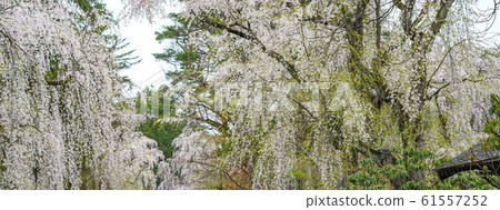 Kakunodate Samurai Residence Sakura Spring Full Bloom Tourist Attractions Nature Blue Sky Sunny Tohoku District Semboku City Akita Prefecture 61557252