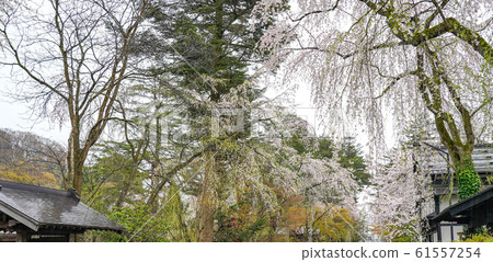 Kakunodate Samurai Residence Sakura Spring Full Bloom Tourist Attractions Nature Blue Sky Sunny Tohoku District Semboku City Akita Prefecture 61557254