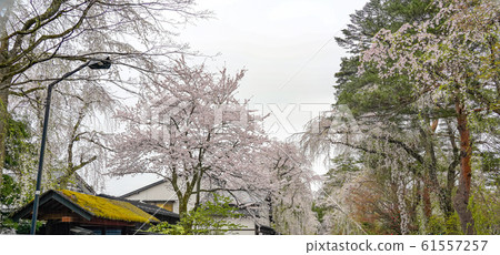 Kakunodate Samurai Residence Sakura Spring Full Bloom Tourist Attractions Nature Blue Sky Sunny Tohoku District Semboku City Akita Prefecture 61557257