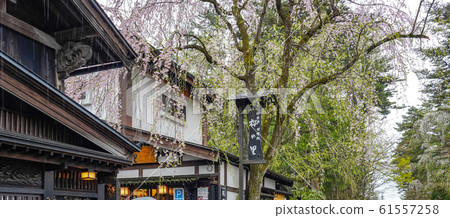 Kakunodate Samurai Residence Sakura Spring Full Bloom Tourist Attractions Nature Blue Sky Sunny Tohoku District Semboku City Akita Prefecture 61557258