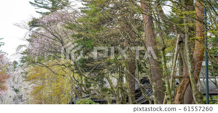 Kakunodate Samurai Residence Sakura Spring Full Bloom Tourist Attractions Nature Blue Sky Sunny Tohoku District Semboku City Akita Prefecture 61557260