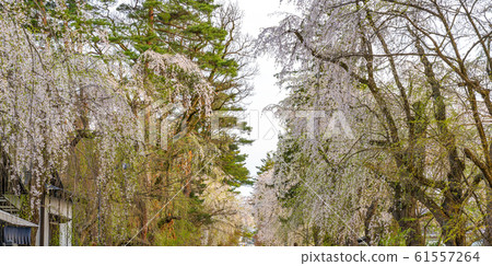 Kakunodate Samurai Residence Sakura Spring Full Bloom Tourist Attractions Nature Blue Sky Sunny Tohoku District Semboku City Akita Prefecture Kakunodate Samurai Residence Sakura Spring Full Bloom Tourist Attractions Nature Blue Sky Sunny Tohoku District Semboku City Akita Prefecture 61557264