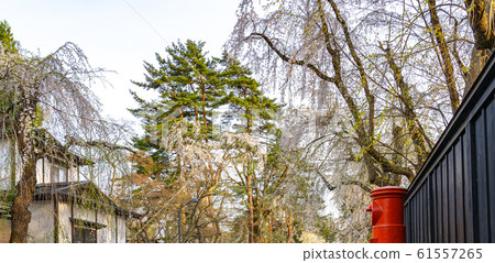 Kakunodate Samurai Residence Sakura Spring Full Bloom Tourist Attractions Nature Blue Sky Sunny Tohoku District Semboku City Akita Prefecture 61557265