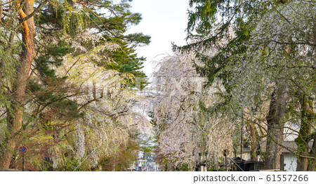 Kakunodate Samurai Residence Sakura Spring Full Bloom Tourist Attractions Nature Blue Sky Sunny Tohoku District Semboku City Akita Prefecture 61557266