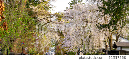 Kakunodate Samurai Residence Sakura Spring Full Bloom Tourist Attractions Nature Blue Sky Sunny Tohoku District Semboku City Akita Prefecture 61557268