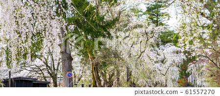 Kakunodate Samurai Residence Sakura Spring Full Bloom Tourist Attractions Nature Blue Sky Sunny Tohoku District Semboku City Akita Prefecture 61557270