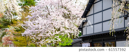 Kakunodate cherry blossom spring full bloom tourist attraction nature blue sky sunny Tohoku region Senboku city Akita Prefecture Kakunodate cherry blossom spring full bloom tourist attraction nature blue sky sunny Tohoku region Senboku city Akita Prefecture 61557392