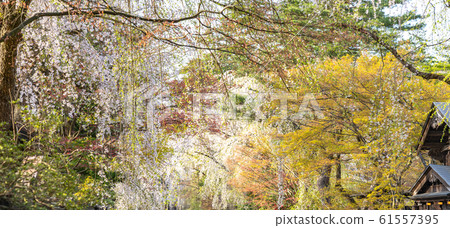 Kakunodate cherry blossom spring full bloom tourist attraction nature blue sky sunny Tohoku region Senboku city Akita Prefecture 61557395