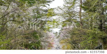 Kakunodate cherry blossom spring full bloom tourist attraction nature blue sky sunny Tohoku region Senboku city Akita Prefecture 61557398