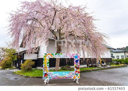 Kakunodate cherry blossom spring full bloom tourist attraction nature blue sky sunny Tohoku region Senboku city Akita Prefecture 61557403