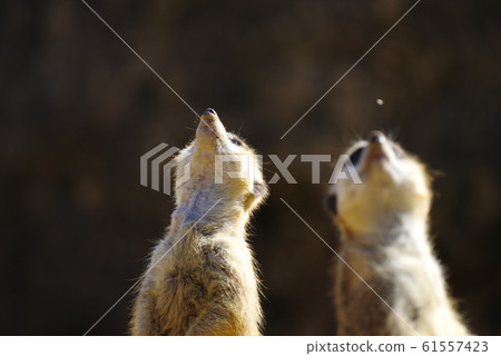 Meerkat looking above 61557423