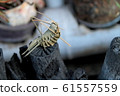 Locust  61557559