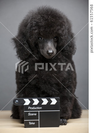 dog portrait clapper board table 61557568