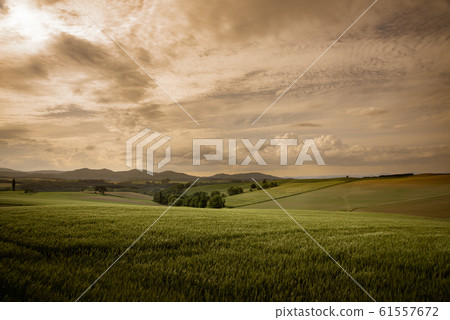 Wheat field at sunset / Biei-cho, Hokkaido Wheat field at sunset / Biei-cho, Hokkaido 61557672
