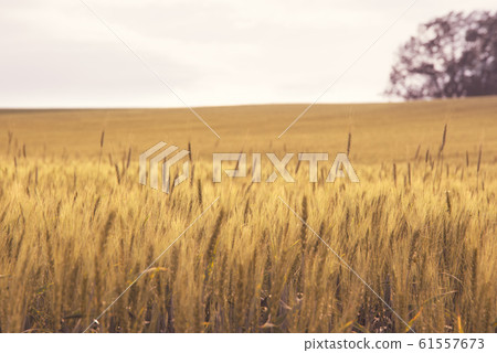 Wheat field at sunset / Biei-cho, Hokkaido Wheat field at sunset / Biei-cho, Hokkaido 61557673