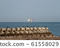 Drone and sea 61558029