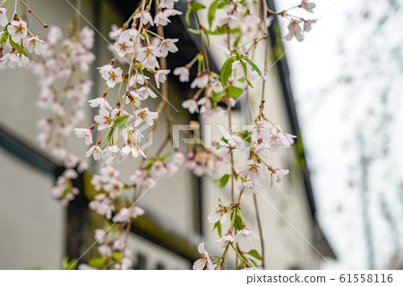 Kakunodate Samurai Residence Sakura Spring Full Bloom Tourist Attractions Nature Blue Sky Sunny Tohoku District Semboku City Akita Prefecture 61558116