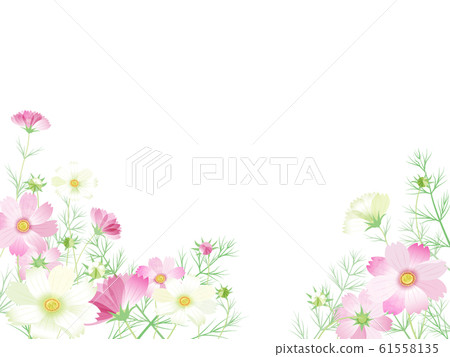 Cosmos Cosmos 61558135