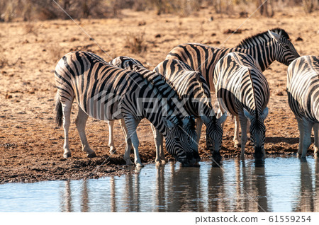 A group of Zebras in Etosha 61559254
