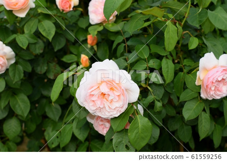 Cup blooming 61559256