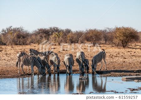 A group of Zebras in Etosha 61559257