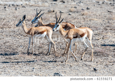 Impalas in Etosha National Park 61559271