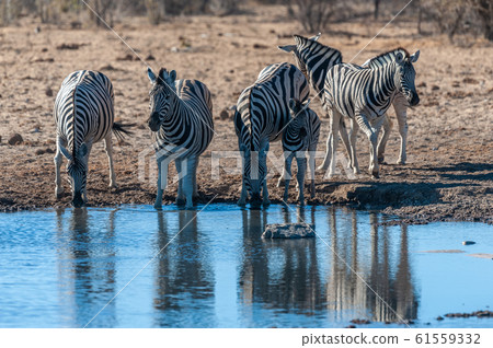 A group of Zebras in Etosha 61559332