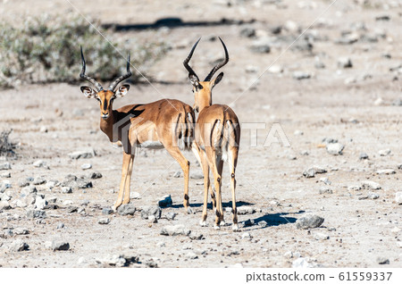 Impalas in Etosha National Park 61559337