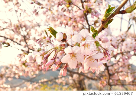 Cherry Blossoms   61559467