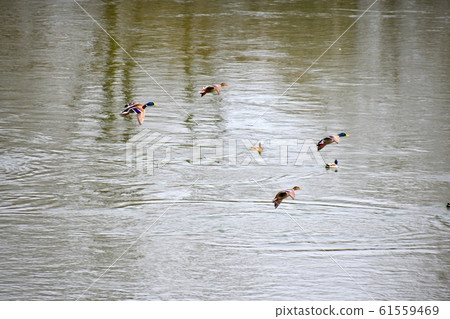 Duck flight Duck flight 61559469