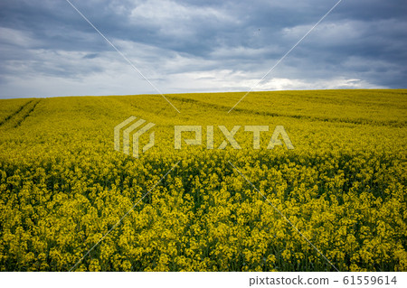 Yellow oilseed rape field under dramatic sky Yellow oilseed rape field under dramatic sky 61559614
