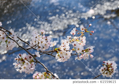 Meguro River cherry blossoms. Early April. Meguro, Tokyo, Japan. 61559615