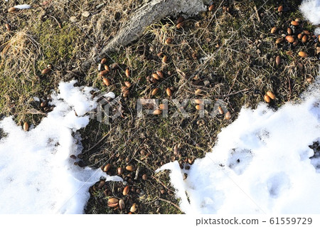 Acorn scattered on the ground Acorn scattered on the ground 61559729