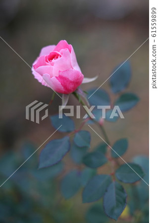 Rose care free wonder 61559899