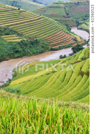 Green terraced rice fields at Mu Cang Chai Green terraced rice fields at Mu Cang Chai 61560525
