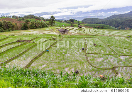 Green Terraced Rice Field in Pa Pong Pieng Green Terraced Rice Field in Pa Pong Pieng 61560698