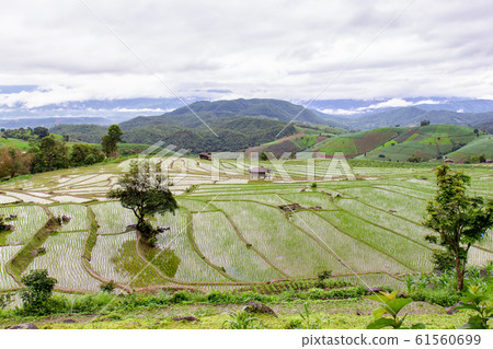 Green Terraced Rice Field in Pa Pong Pieng Green Terraced Rice Field in Pa Pong Pieng 61560699