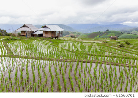 Green Terraced Rice Field in Pa Pong Pieng Green Terraced Rice Field in Pa Pong Pieng 61560701