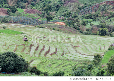 Green Terraced Rice Field in Pa Pong Pieng Green Terraced Rice Field in Pa Pong Pieng 61560807