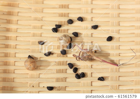Morning glory seeds 61561579