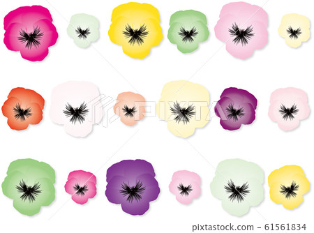 Spring colorful pansy flowers lined white background material Spring colorful pansy flowers lined white background material 61561834