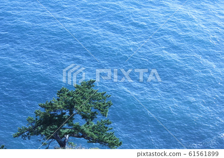 Pine and Suruga Bay 61561899