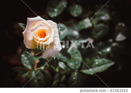 Bright pastel rose - Single rose growing with greenery in the background. Selective focus on the flower rose. Bright pastel rose - Single rose growing with greenery in the background. Selective focus on the flower rose. 61561910