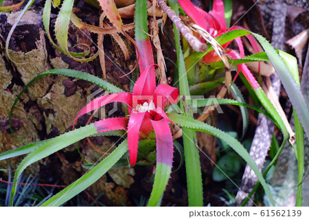 Neoregelia tropical plant in garden. Neoregelia tropical plant in garden. 61562139
