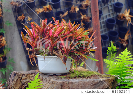 Neoregelia tropical plant in garden. Neoregelia tropical plant in garden. 61562144