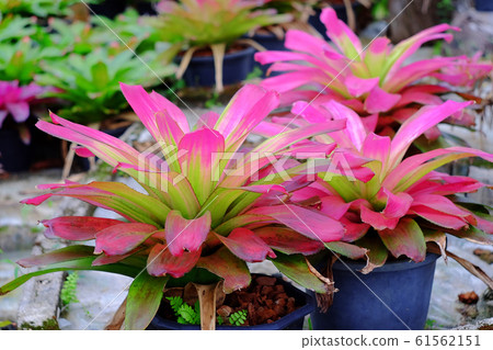 Neoregelia tropical plant in garden. Neoregelia tropical plant in garden. 61562151